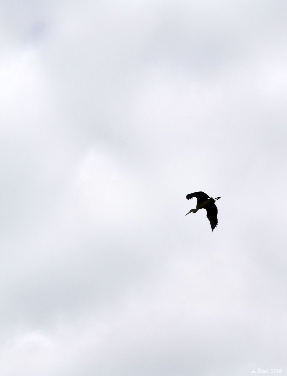 Kopački rit, siva čaplja