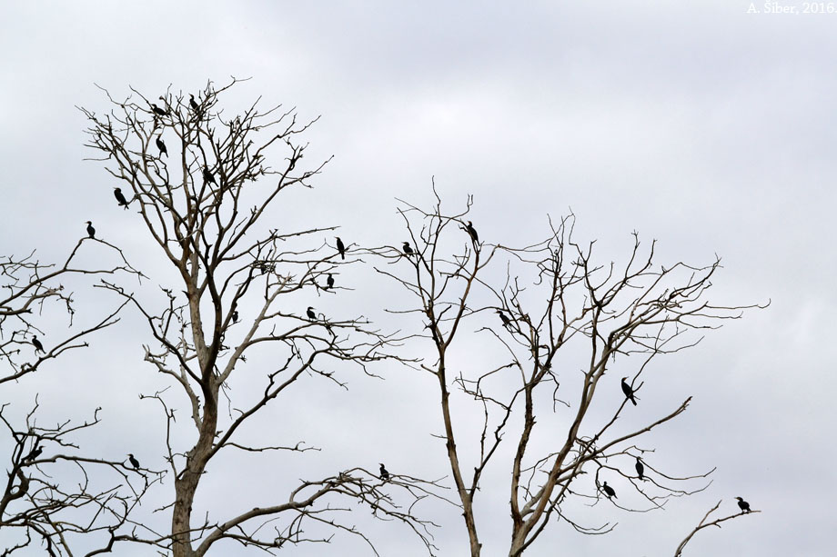 Kopački rit, kormorani