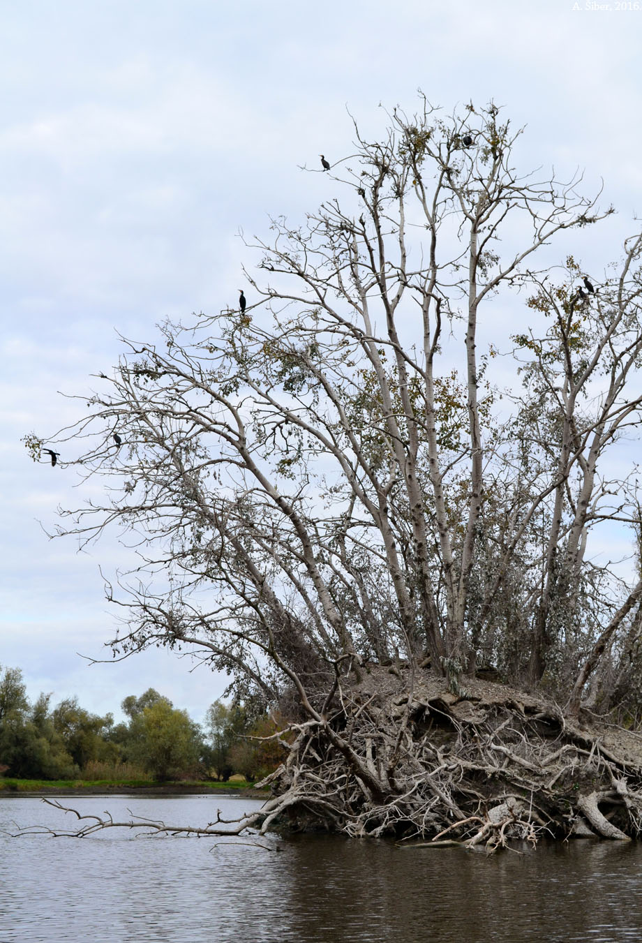 Kopački rit, kormorani