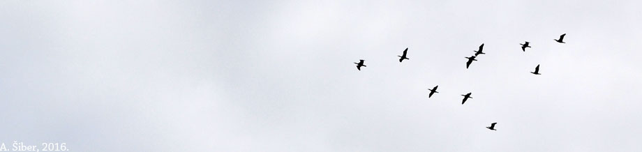 Kopački rit, V formacija