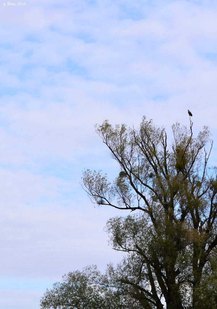 Kopački rit, štekavac