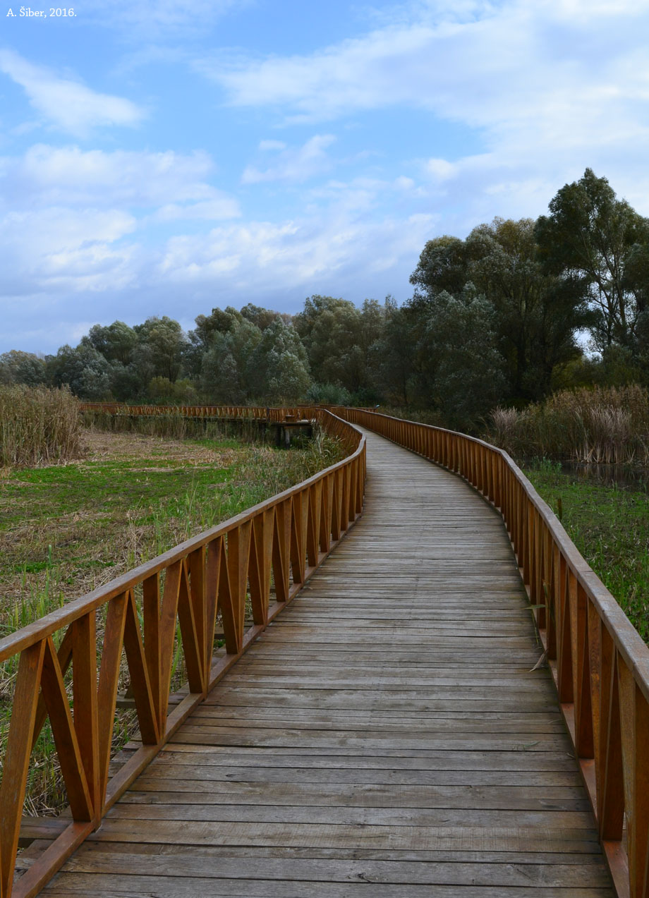 Kopački rit, mostić