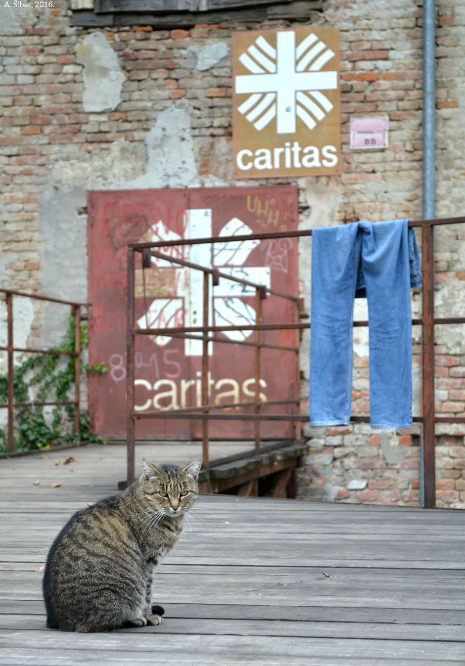 Mačak pred Caritasom