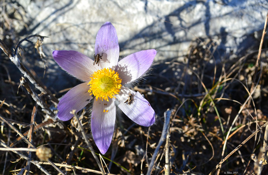 Cvijet, Lič, planina