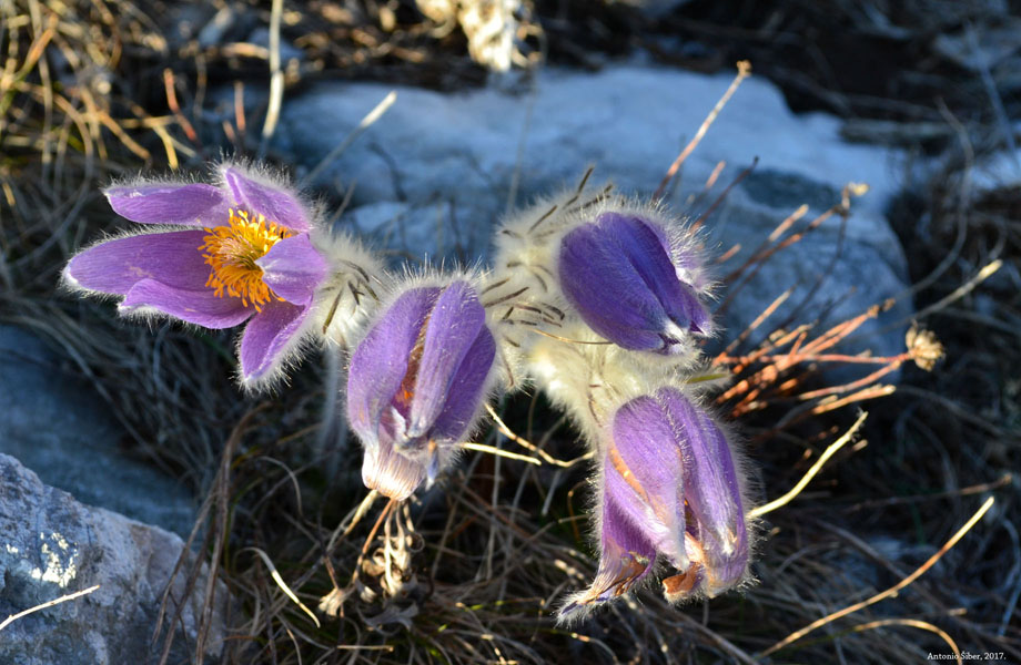 Cvijet, Lič, planina