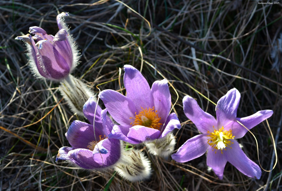 Cvijet, Lič, planina