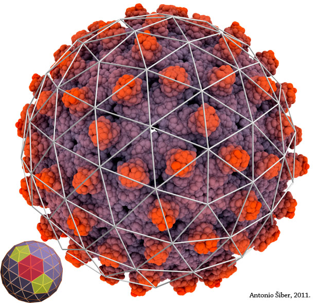 hepatitis B virus i geodetska kupola