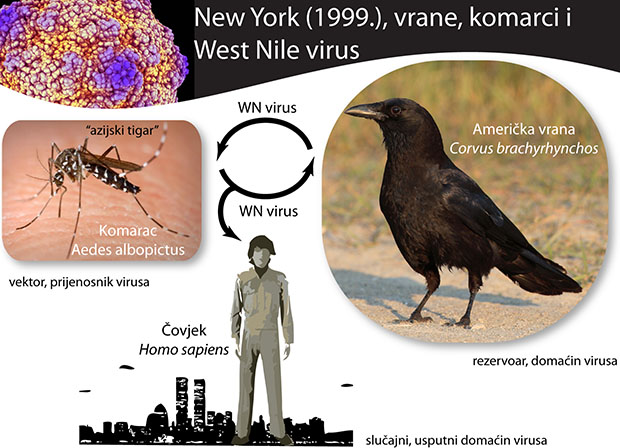 shema prijenosa virusa Zapadnog Nila
