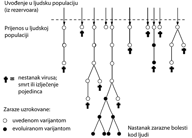 Shema moguceg prijenosa virusa s vrste na vrstu: kako nastaju nove bolesti?